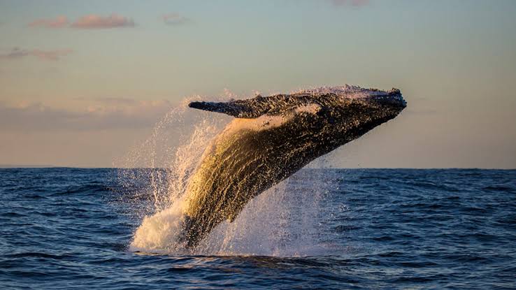 Whale Watching Tour in Samana Bay